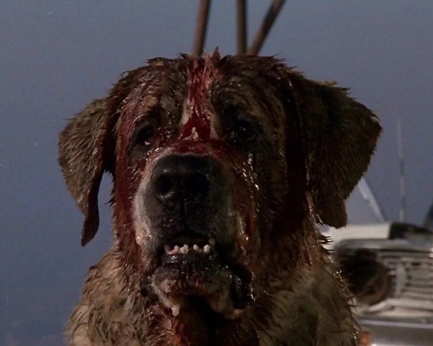 7 curiosidades sobre Stephen King Cujo Stephen King